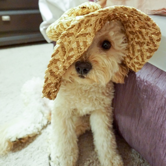 Meet your Posher, Gloria (and Lulu) - Picture 3 of 5